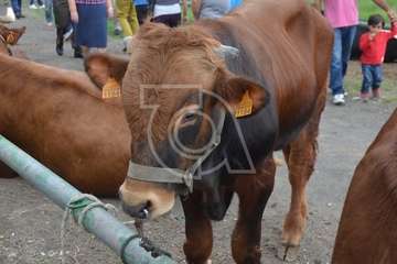 La feria de ganado, atractivo principal de la jornada matutina en Jinámar (Foto Antonio Alí y Francisco Javier Santana)